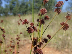 Juncus oxycarpus