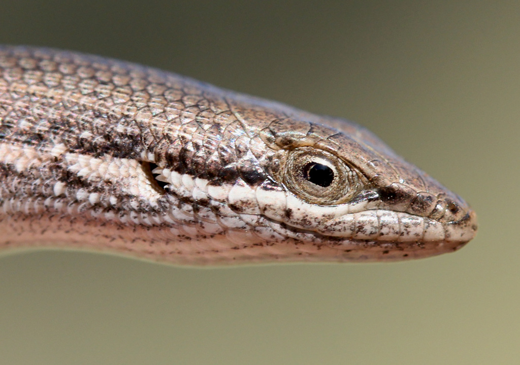 Speckled Sand Skink