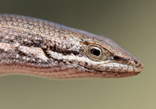 Speckled Sand Skink