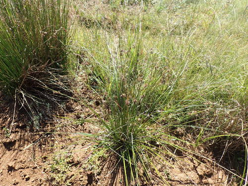 Marsh Clubrush (Schoenoplectus paludicola)