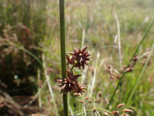 Image of Schoenoplectus paludicola by (c) Mahomed Desai, some rights reserved (CC BY)