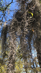 Tillandsia usneoides