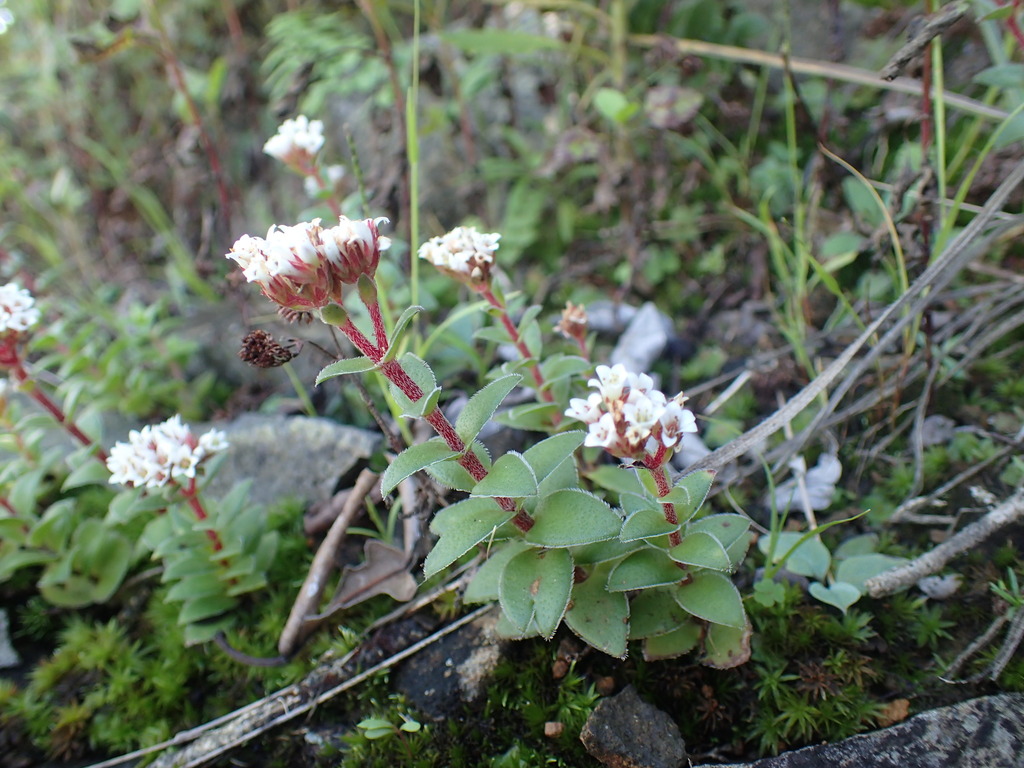 Crassula obovata 2
