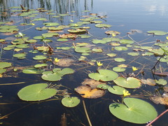 Nymphoides thunbergiana