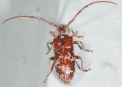 Eupogonius tomentosus