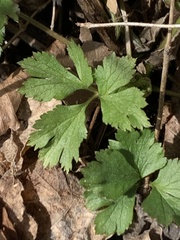 Waldsteinia