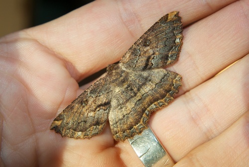 Brown evening moth photo 6