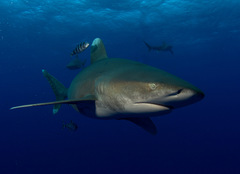 Oceanic Whitetip Shark photo 4