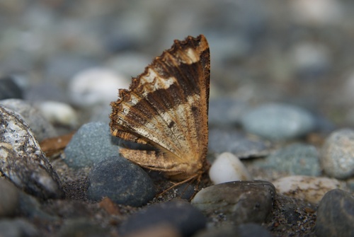 Brown evening moth photo 4