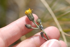 Hieracium lepidulum