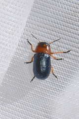 Chilotomina nigritarsis