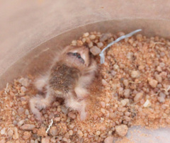 Hexisopodidae