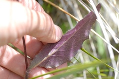 Hieracium lepidulum