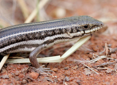 Trachylepis occidentalis