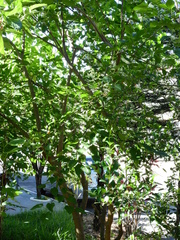 Malpighia emarginata