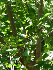 Malpighia emarginata