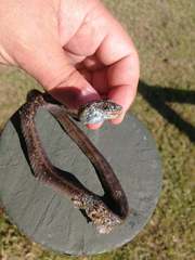 Amplorhinus multimaculatus