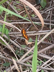 Byblia anvatara
