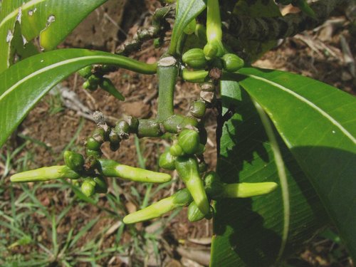 Ochrosia kauaiensis