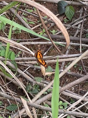 Byblia anvatara