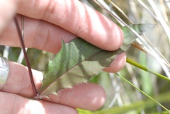 Hieracium lepidulum