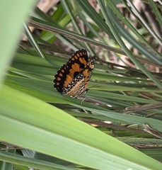 Byblia anvatara