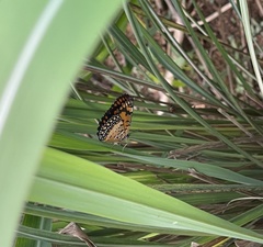 Byblia anvatara