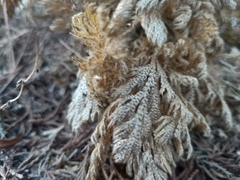 Selaginella lepidophylla