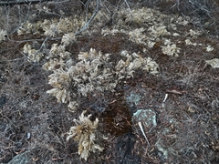 Selaginella lepidophylla