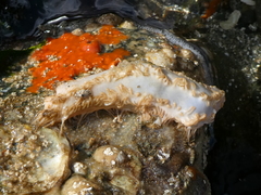 Eupentacta quinquesemita