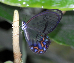 Pseudohaetera hypaesia