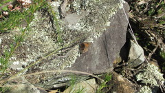 Stygionympha wichgrafi williami