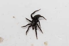 Drassyllus praeficus