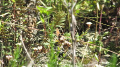Stygionympha wichgrafi williami