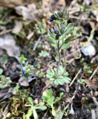 Fingered Speedwell (Veronica triphyllos)