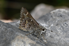 Atrytonopsis python