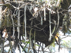 Disocactus speciosus speciosus