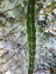 Disocactus speciosus speciosus