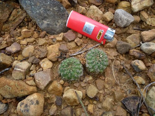 Weingartia canigueralii