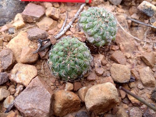 Weingartia canigueralii