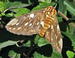Citheronia brissotii