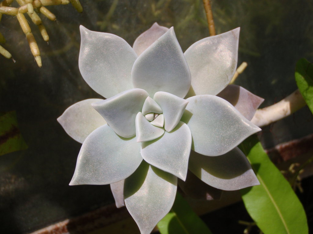 Graptopetalum paraguayense