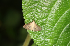 Pelinopsis pachyzancloides