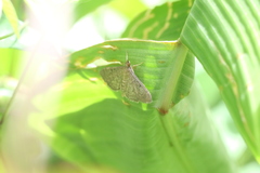 Pelinopsis pachyzancloides