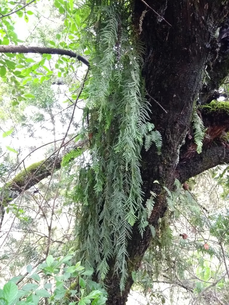 Pecluma choquetangensis