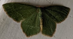 Thalera pistasciaria