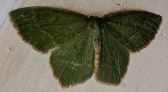 Thalera pistasciaria