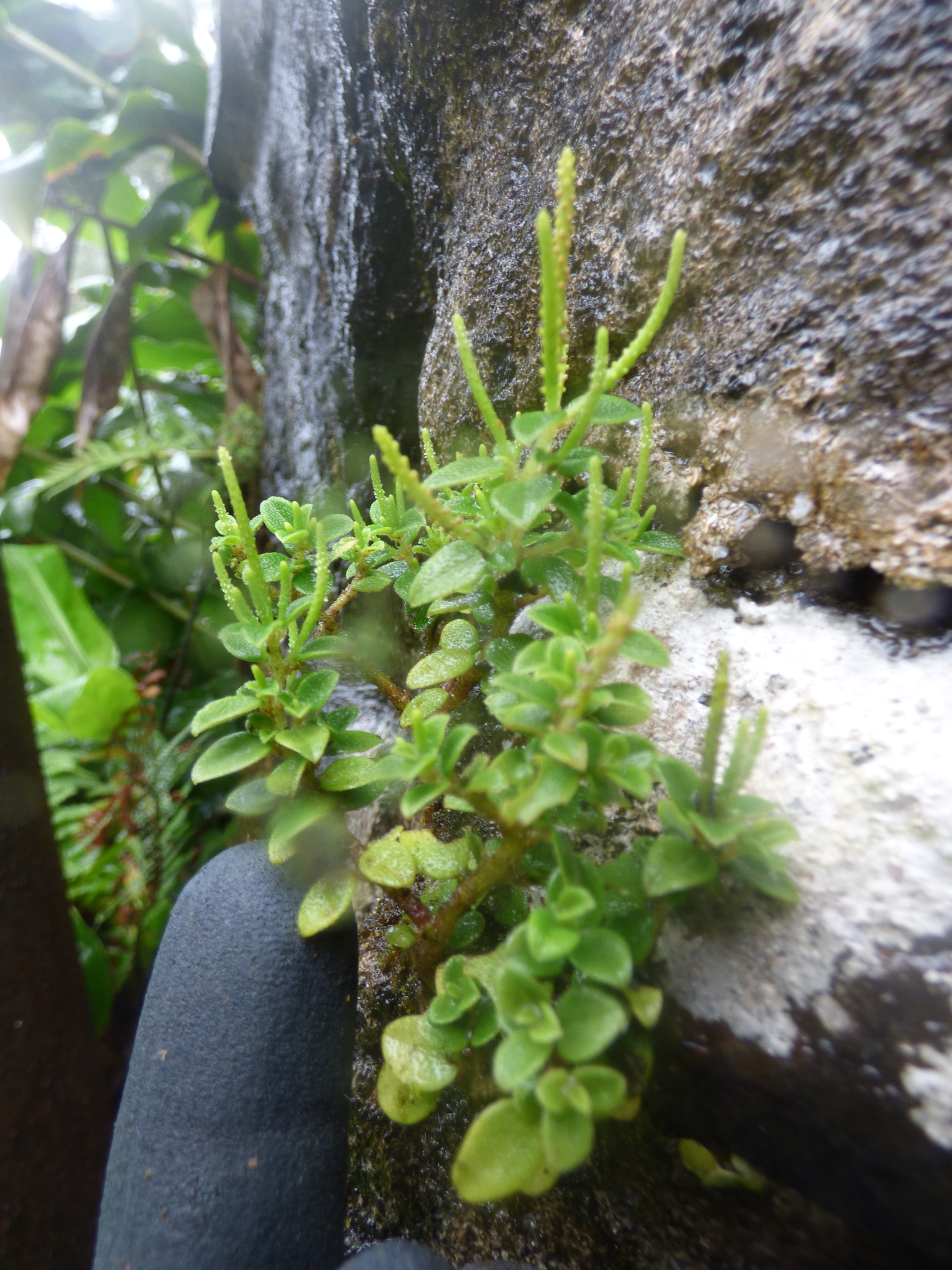 Peperomia eekana