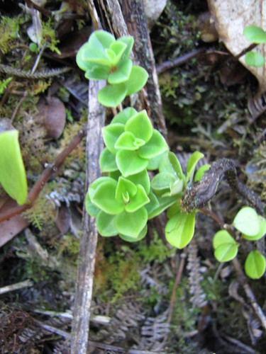 Peperomia eekana