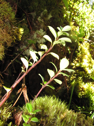 Peperomia eekana
